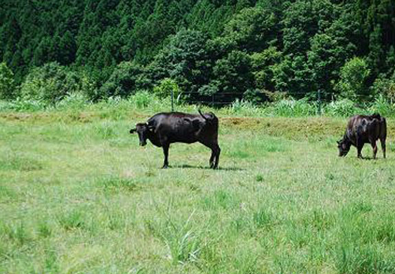 みつえ高原牧場