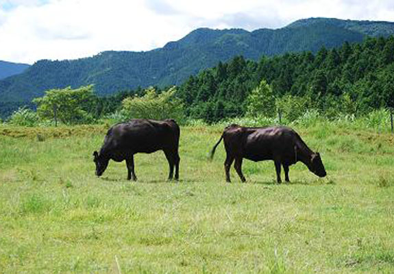 みつえ高原牧場