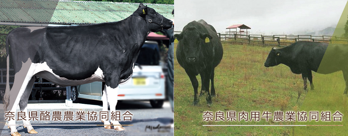 奈良県酪農農業協同組合/奈良県肉用牛農業協同組合